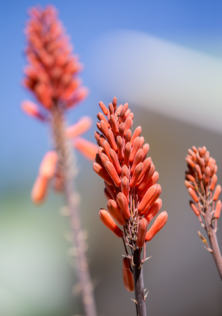 Aloe flower in bloom at Olive Grove Aloe flower in bloom at Olive Grove